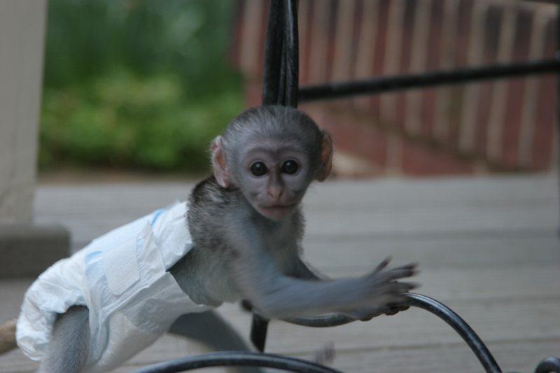 Hey i have this cute little male baby white face capuchin monkey out for adoption