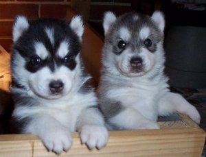 Adorable siberian husky ppuppies for adoption