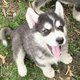 sweet and caring Alaskan Malamute  puppies for sale