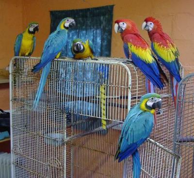 Hand raised macaws,cockatoos,greys,amazons and fertile eggs available