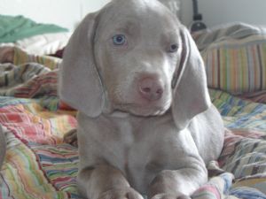 Beautiful Weimaraner Puppies for sale