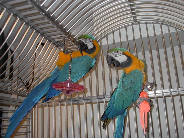 LOVE MACAWS