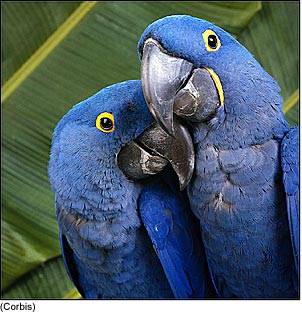 blue hycinths macaws PROVEN PAIR OF BLUE HYCINTHS MACAWS