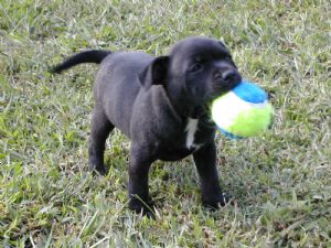 Staffordshire Bull Terrier Puppies for sale