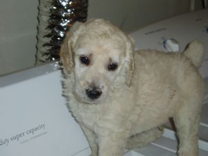 Standard Poodle Puppies for sale