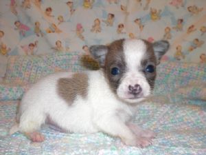 Tiny Teacup Chihuahua Puppies for sale
