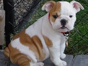 Top Quality English Bulldog Puppies Now Available For Sale