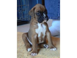 Gorgeous Boxer Puppies for sale