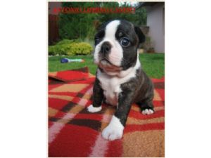 Excellent Boston Terrier Puppies for sale