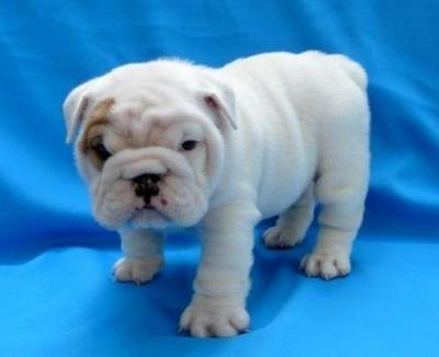CUTE ENGLISH BULLDOG PUPPIES FOR ADOPTION
