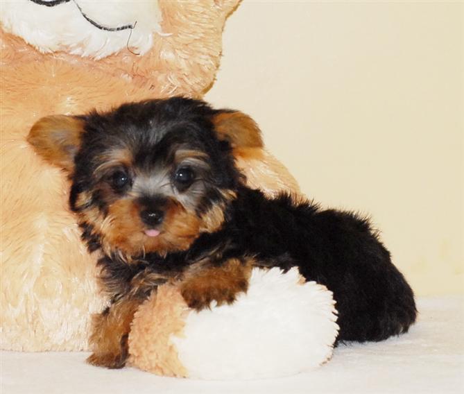 Cute And Adorable Teacup Yorkie Puppies For Free Adoption