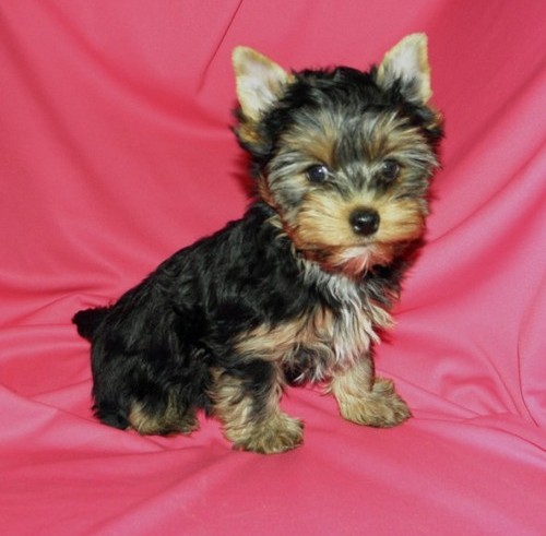 12 weeks old miniature yorkie puppies