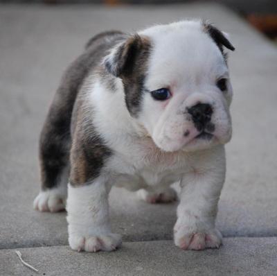 English Bulldog Puppies Available Here