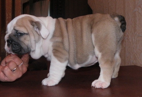 Arnie English Bulldog Puppy Available