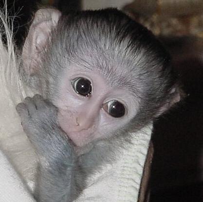 Adorable Male And Female Capuchin Monkeys For Adoption