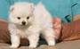 two cute Pomeranian puppies for adoption