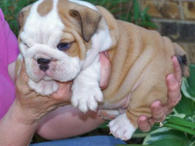 Adorable English Bulldog Puppies For Adoption