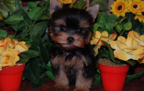 Cute Yorkie Puppies for Adoption