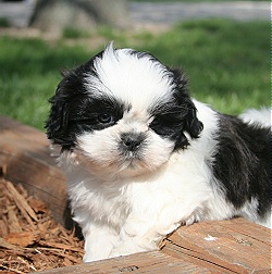 A Cute Little Quality Female Shih Tzu Puppy Available