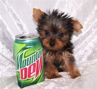 TWO CUTE TEACUP YORKIE PUPPIES FOR FREE GIFT