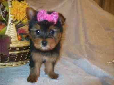 CUTE LOOKING MALE AND FEMALE TEACUP YORKIE PUPPIES