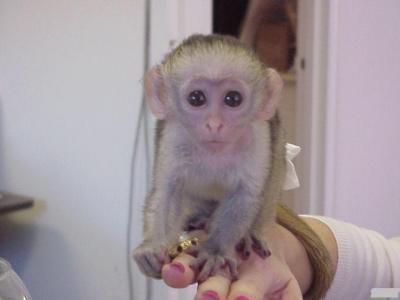 Cute baby male and female Capuchin monkey for Adoption