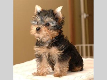 Male andFemale Yorkie Pup.
