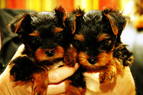 Extremely cute teacup yorkie puppies available for  adoption