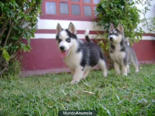 AFFECTIONATE SIBERIAN HUSKY PUPPIES FOR NEW YEAR FREE ADOPTION!!!!!1111