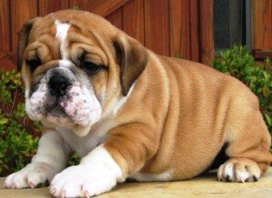 English Bulldog Puppies For Adoption