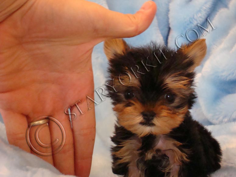 Free Tiny Teacup Puppy