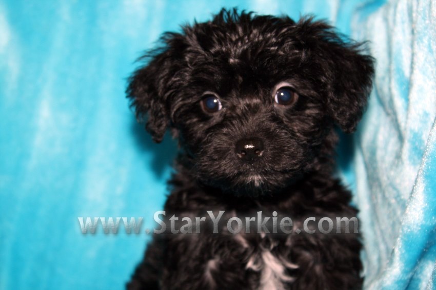 Tiny Teacup Puppies Available Now!