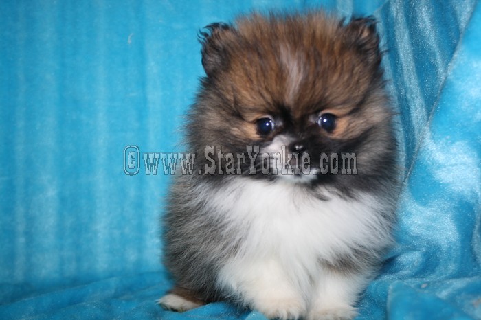 Tiny Teacup Pomeranian Puppies Available Now!!!