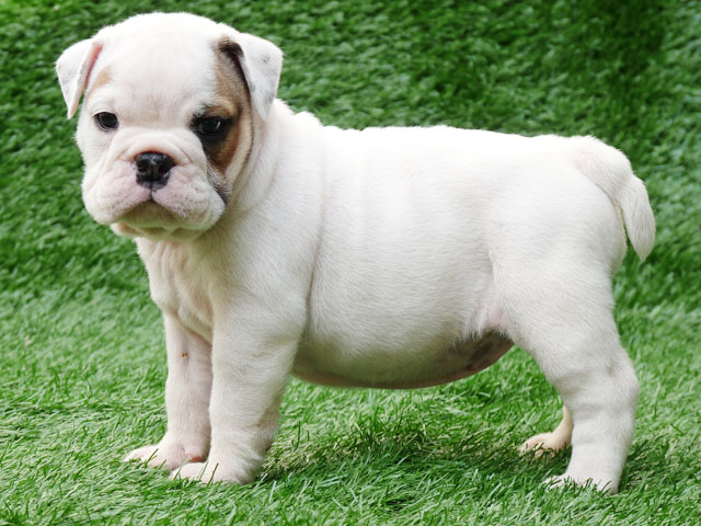 Healthy English bulldog puppy
