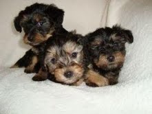 Excellent Teacup Yorkie Puppies For Free Adoption