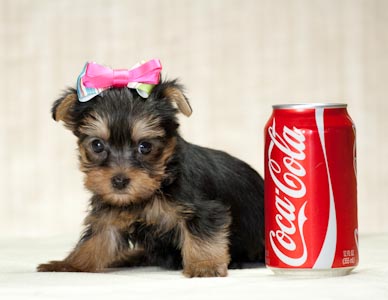 Affectionate And Healthy Male And Female Yorkie Puppies For new Homes