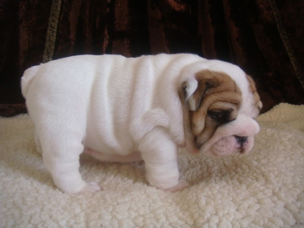 Adorable and lovely English Bulldog Puppies