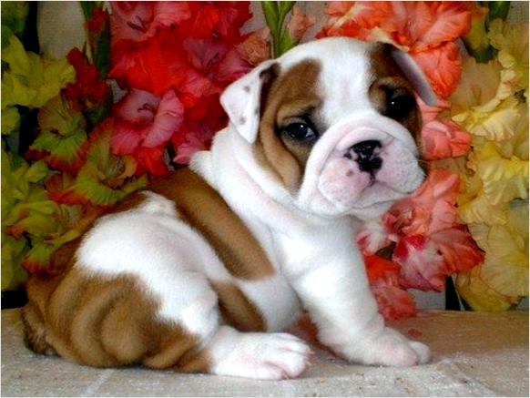 Adorable and lovely English Bulldog Puppies