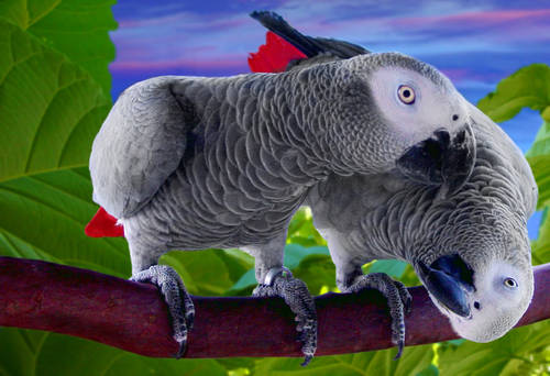 Talking African Grey Parrots For Adoption