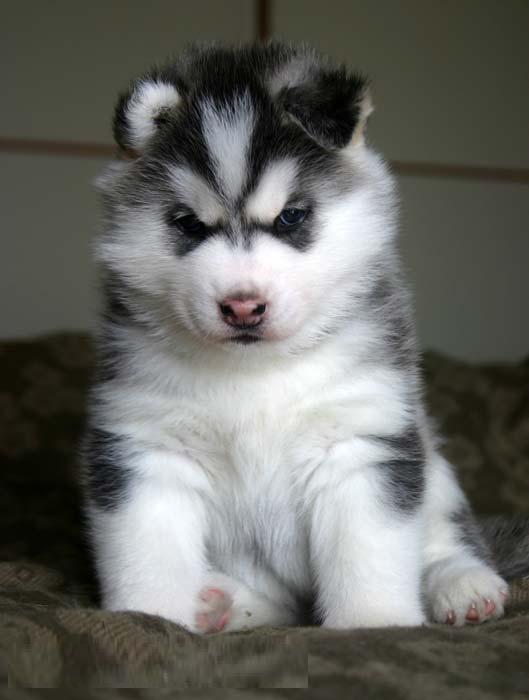 Affectionate Siberian husky puppies