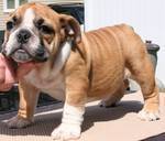 adorable english bulldog puppy for adoption