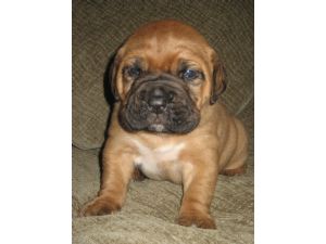 Absolutely Adorable Dogue De Bordeaux Puppies Available!