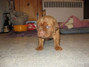 Quality UKC registered Dogue de Bordeaux pups Two females av