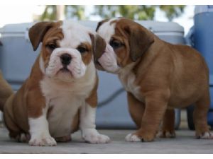 English bulldog puppies Seeking new homes