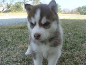 AKC Red Husky Pups -