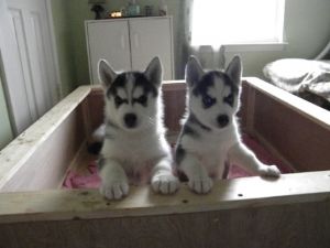 Siberian Husky Pups, AKC
