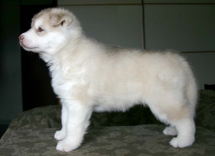 beautiful husky puppies for sale!!