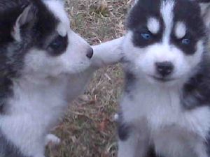 Sibes available to loving homes! AKC/CKC