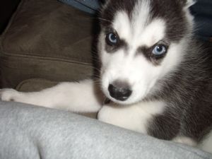 eight week old Husky Puppy AKC registered