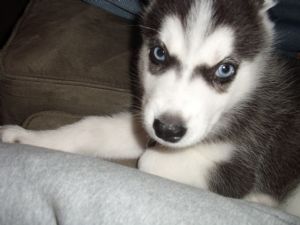 eight week old Husky Puppy AKC registered